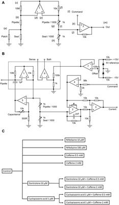 Loose-patch clamp analysis applied to voltage-gated ionic currents following pharmacological ryanodine receptor modulation in murine hippocampal cornu ammonis-1 pyramidal neurons